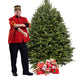 Balsam Fir Christmas Tree