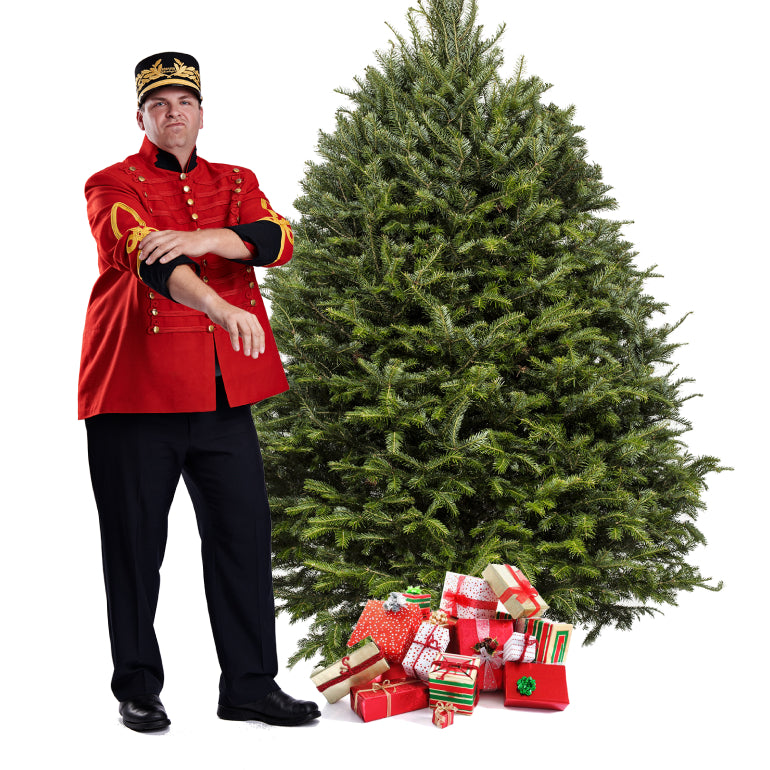 Balsam Fir Christmas Tree