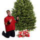 Balsam Fir Christmas Tree