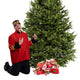 Balsam Fir Christmas Tree