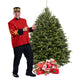 Balsam Fir Christmas Tree