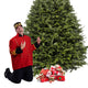 Balsam Fir Christmas Tree