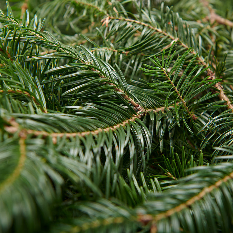 Fresh Fir Branches – 10 lb Bundle