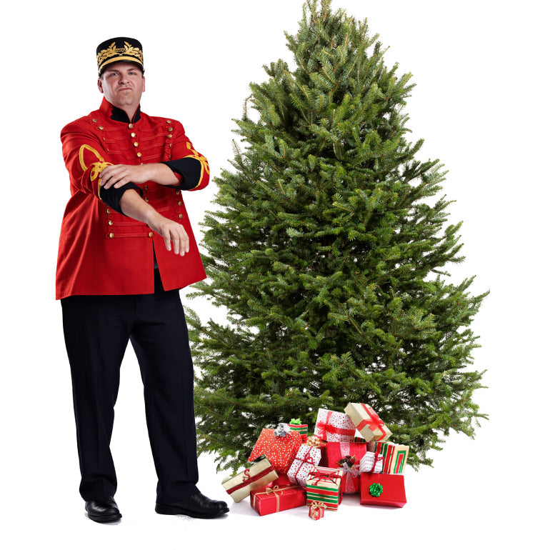 Balsam Fir Christmas Tree