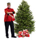 Balsam Fir Christmas Tree