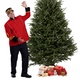 Fraser Christmas tree