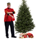 Fraser Christmas tree