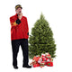 Balsam Fir Christmas Tree