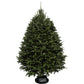 Balsam Fir Christmas Tree