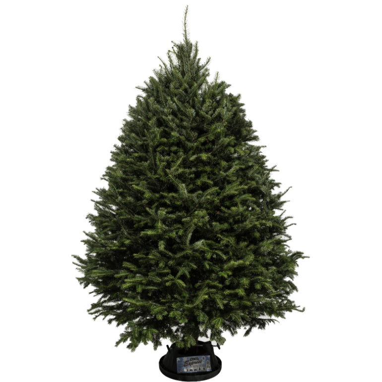 Balsam Fir Christmas Tree