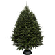 Balsam Fir Christmas Tree