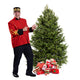 Balsam Fir Christmas Tree