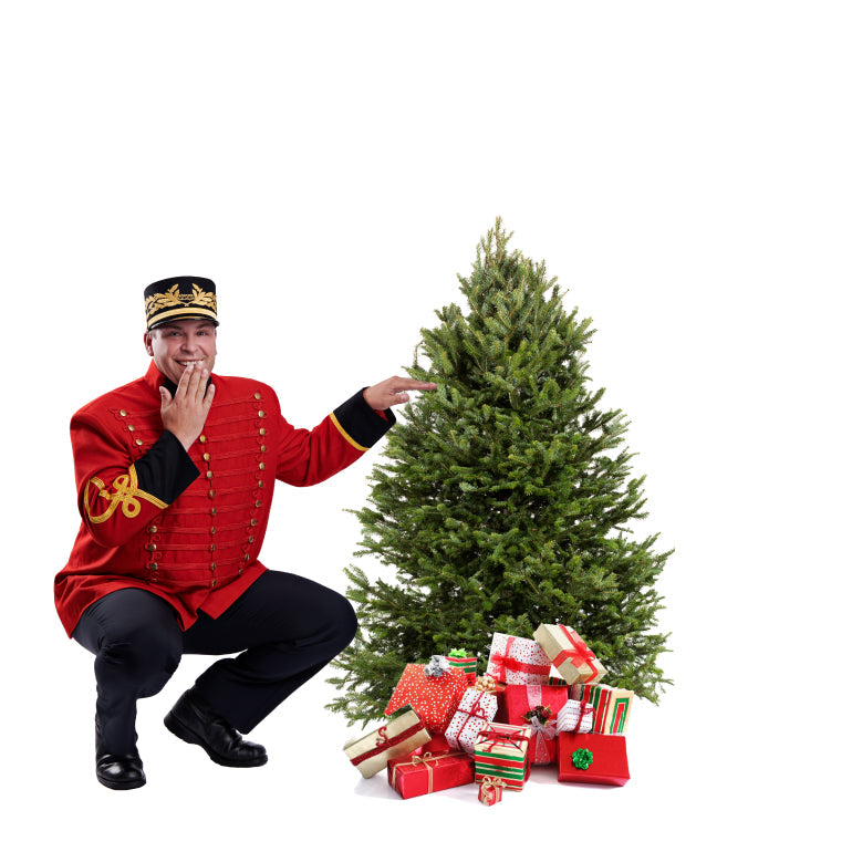 Balsam Fir Christmas Tree