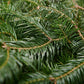 Balsam Fir Christmas Tree