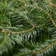 Balsam Fir Christmas Tree
