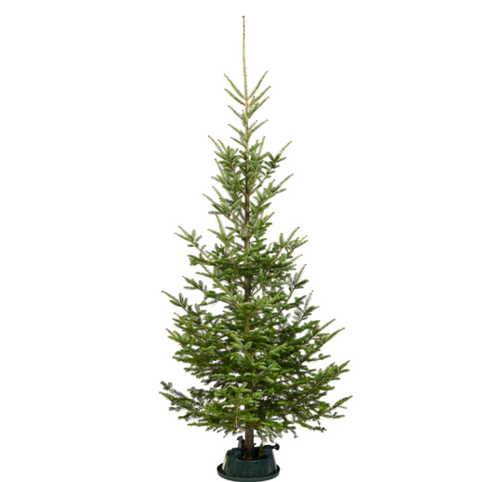 Wild Fir Christmas Tree