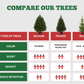 Balsam Fir Christmas Tree
