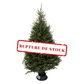 Fraser Christmas tree