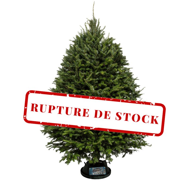 Balsam Fir Christmas Tree