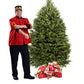 Balsam Fir Christmas Tree