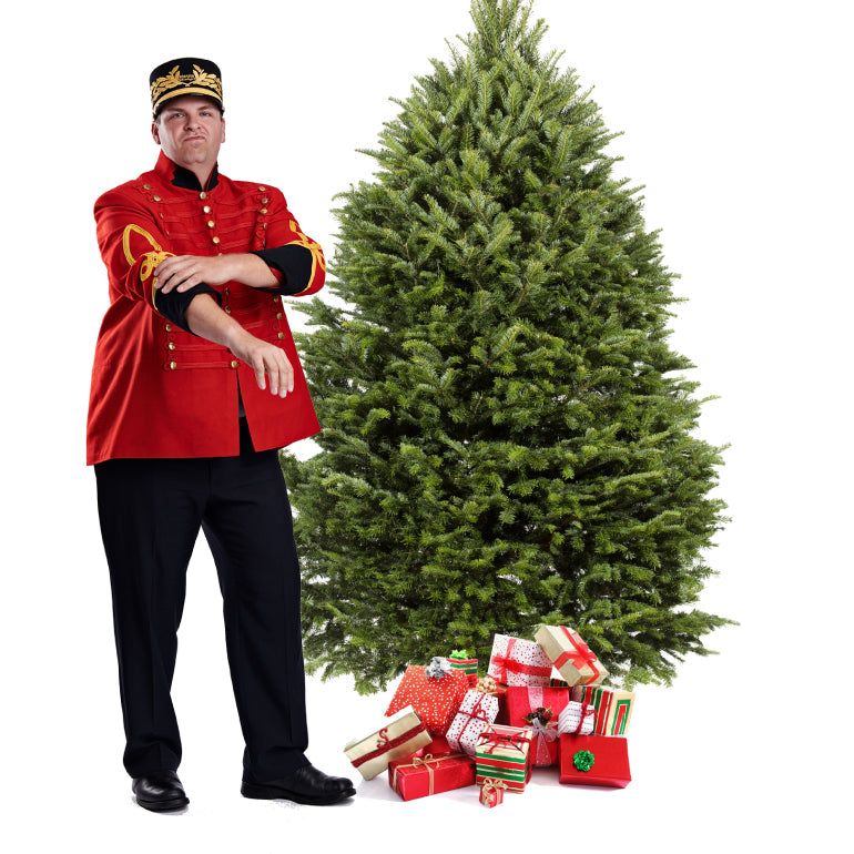 Balsam Fir Christmas Tree