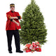 Balsam Fir Christmas Tree