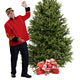 Balsam Fir Christmas Tree