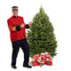 Balsam Fir Christmas Tree