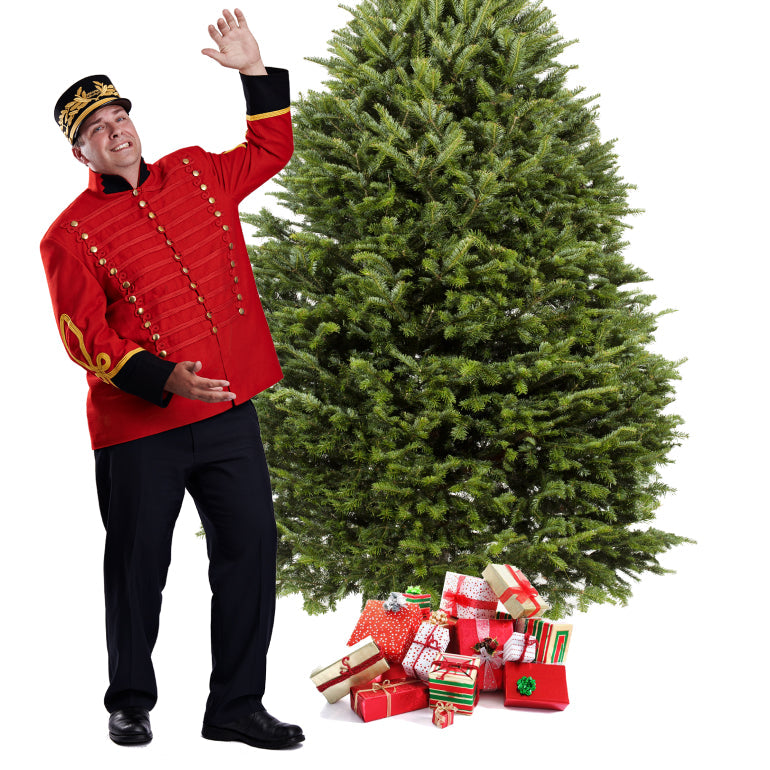 Balsam Fir Christmas Tree