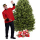 Balsam Fir Christmas Tree