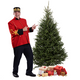 Fraser Christmas tree