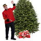 Balsam Fir Christmas Tree