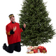 Fraser Christmas tree