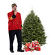 Balsam Fir Christmas Tree